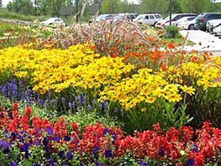 Commercial Landscaping Maintenance Programs