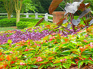 Commercial Landscaping Maintenance Programs