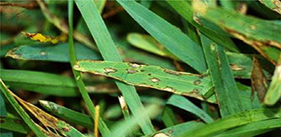 Gray Leaf Spot (Pyricularia grisea fungus)