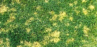 Dollar Spot (Sclerotinia homoeocarpa)