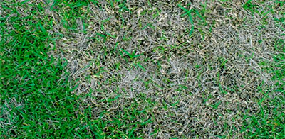 Pythium Blight (pythium aphanidermaturm)