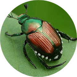 Japanese Beetle