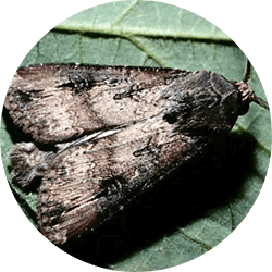 Cut Worm Moth