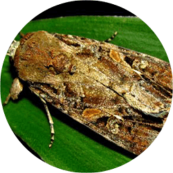 Army Worm Moth