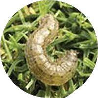 cutworm