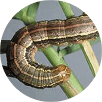 fall army worm is a yellow striped worm