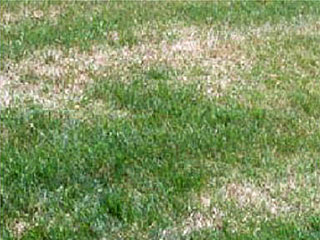 Other Common Disease Problem in Southern Lawns