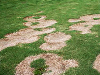 Other Common Disease Problem in Southern Lawns